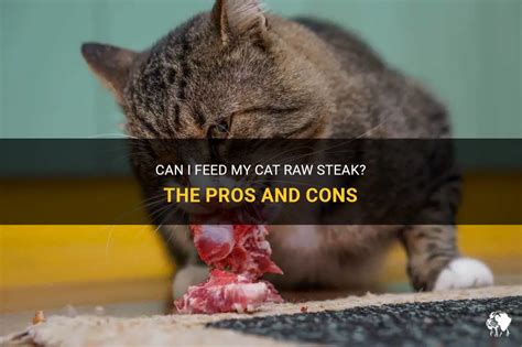 Can I Feed My Cat Raw Beef? And Why Does My Cat Think It's a Cowboy?