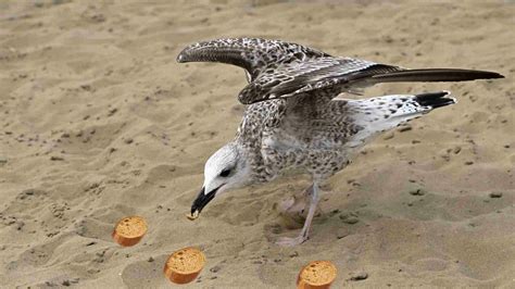 Can You Feed Seagulls Bread? Exploring the Myths and Realities of Seagull Diets