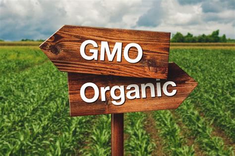 gmo 식품, 과학의 선물인가 아니면 인류의 재앙인가?