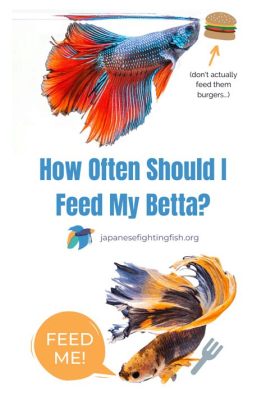 How Many Times Do I Feed My Betta Fish: A Dive into the Mysteries of Aquatic Nutrition and Beyond