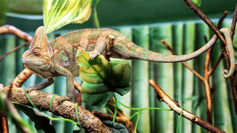 How Often Do You Feed Chameleons: A Dive into the Colorful World of Reptilian Diets