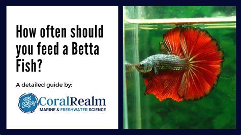 How Often Should I Feed a Betta Fish: A Dive into the World of Aquatic Nutrition and Beyond