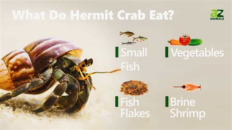 How to Feed Hermit Crabs: A Journey into the Culinary World of Crustaceans