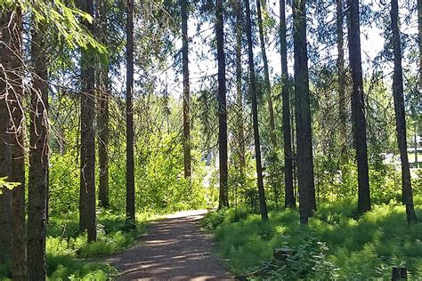  Skogens Stilla Viskande – En Psykedelisk Utforskning av Natur och Själv