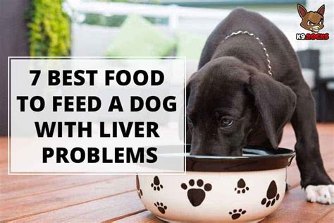 What to Feed a Dog with Liver Problems: A Comprehensive Guide to Nutritional Care