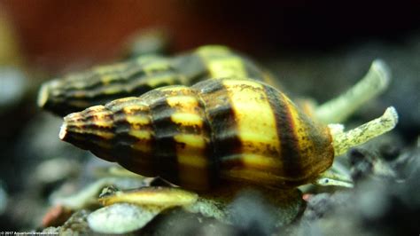 What to Feed Assassin Snails: A Dive into Their Dietary Needs and Beyond