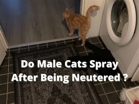 Why Do Cats Spray After Being Fixed: Unraveling the Mystery Behind Feline Behavior